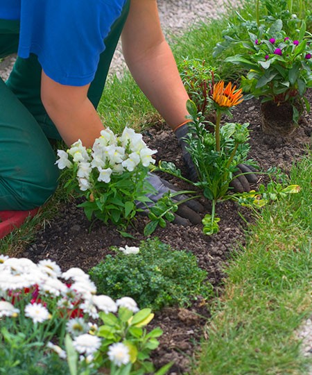 Planting a bedding in Sheffield