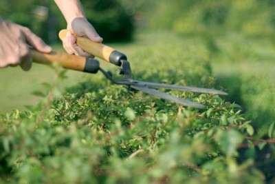 Garden Maintenance